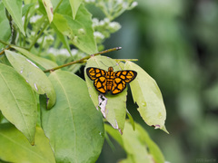 Odina hieroglyphica