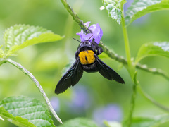 Xylocopa flavonigrescens
