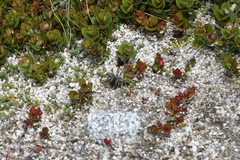 Tauroscopa trapezitis