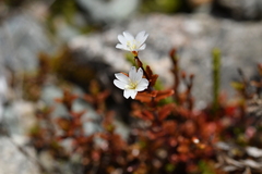 Epilobium melanocaulon