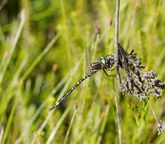 Synthemis eustalacta