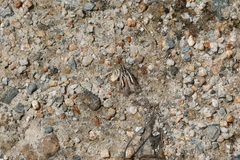 Orocrambus machaeristes