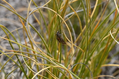 Orocrambus machaeristes