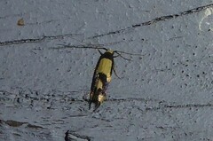 Opogona comptella