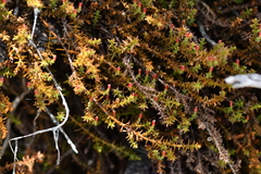 Lepidothamnus laxifolius