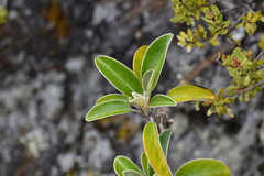 Brachyglottis buchananii
