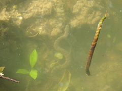 Cerberus schneiderii