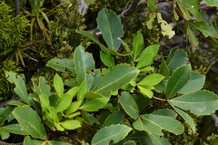 Pseudopanax colensoi