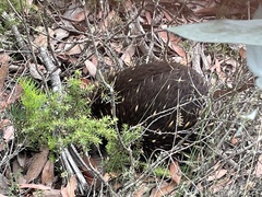 Tachyglossus aculeatus setosus