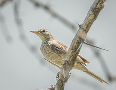Anthus similis