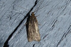 Phaeosaces apocrypta