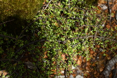 Coprosma cuneata