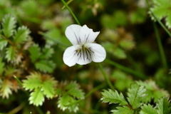 Viola cunninghamii