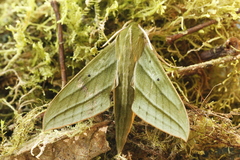 Xylophanes vagliai