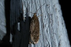 Phaeosaces apocrypta