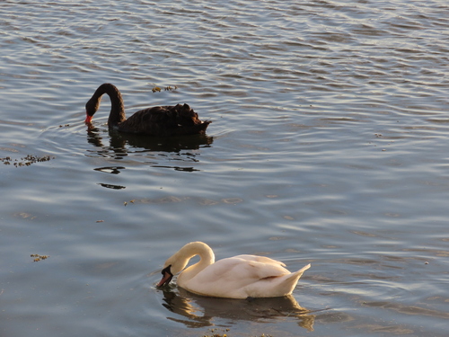 Cisne negro (Cygnus atratus)
