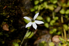 Lobelia angulata