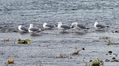 Larus cachinnans