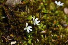 Lobelia angulata