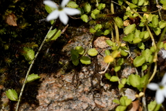 Lobelia angulata