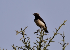 Oenanthe cypriaca