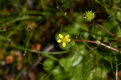 Ranunculus reflexus