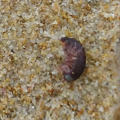 Hyperiidae
