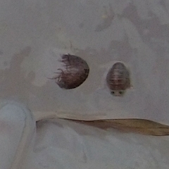 Hyperiidae