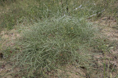 Corispermum hyssopifolium