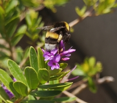 Bombus terrestris