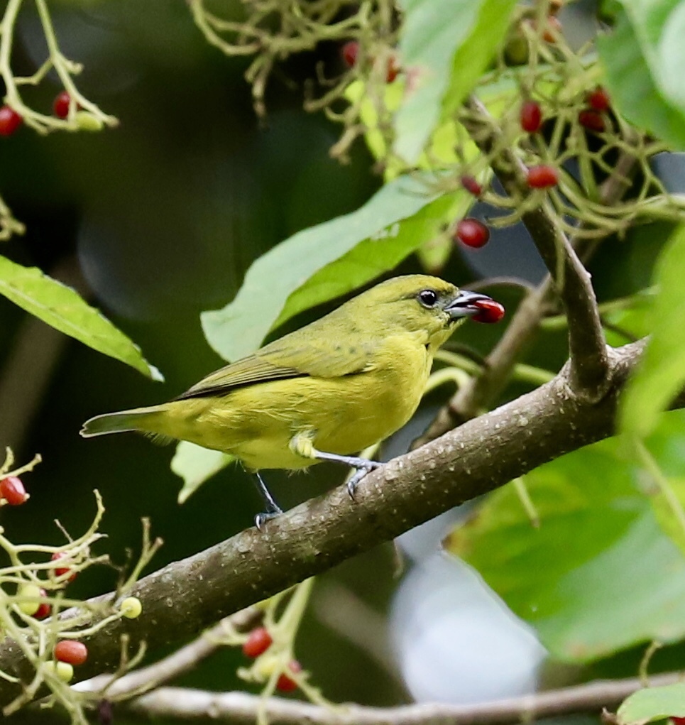 Thick-billed Euphonia (Euphonia laniirostris)