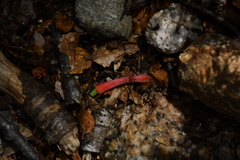 Peraxilla tetrapetala