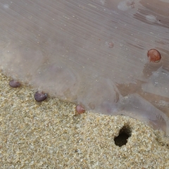 Hyperiidae
