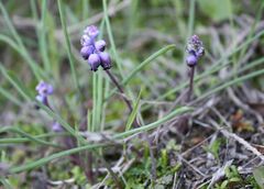 Muscari