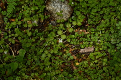 Epilobium pedunculare