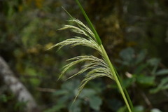 Austroderia richardii
