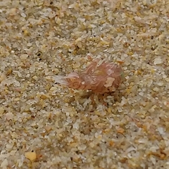 Hyperiidae