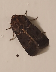 Proteuxoa sanguinipuncta