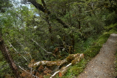 Austroderia richardii