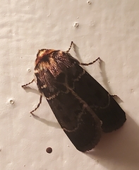 Proteuxoa sanguinipuncta