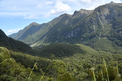 Austroderia richardii