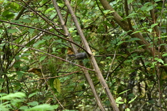 Petroica macrocephala macrocephala