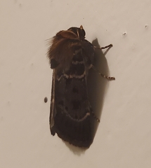 Proteuxoa sanguinipuncta