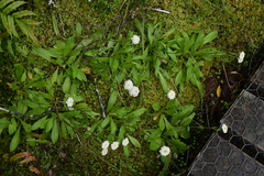 Craspedia uniflora