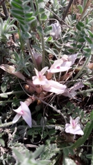 Astragalus testiculatus
