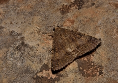 Pandesma robusta