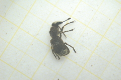 Platystomos albinus