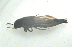 Quedius dilatatus
