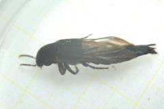 Quedius dilatatus