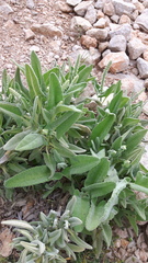 Salvia dorystaechas